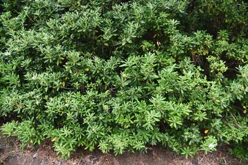 Japanese cheesewood （Pittosporum tobira) blossoms. Pittosporaceae evergreen shrub. Beach plants.

