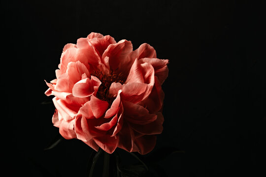 Pink peonies over dark background. Moody floral baroque style image with copy space