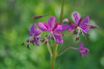 Fototapeta na wymiar Bright purple fireweed flower on a blurred natural background close-up.