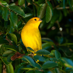 Atlantic Canary, a small Brazilian wild bird. The yellow canary Crithagra flaviventris is a small passerine bird in the finch family. 