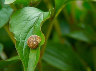 snail on a leaf