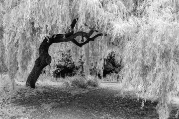 Willow Tree in Black and White