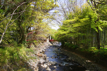 静岡県伊豆市、修善寺、晴天、竹林の小径
