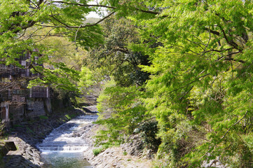 静岡県伊豆市、修善寺、晴天、竹林の小径
