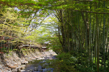 Fototapeta na wymiar 静岡県伊豆市、修善寺、晴天、竹林の小径 