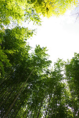 Obraz premium 静岡県伊豆市、修善寺、晴天、竹林の小径 