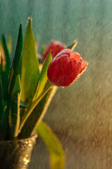 The blossoming bud of a red tulip is covered with small drops of water. Water droplets in space glow with a warm light. High quality photo