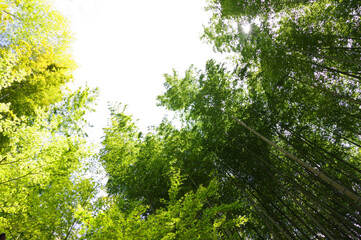 静岡県伊豆市、修善寺、晴天、竹林の小径
