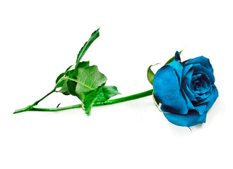 Blue rose flower isolated on a white background.