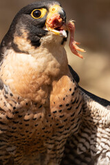 HALCON PEREGRINO
