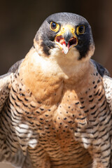 HALCON PEREGRINO
