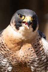 HALCON PEREGRINO
