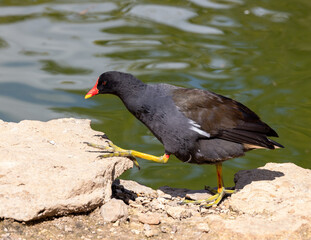 Obraz premium Moorhen stepping onto a rock