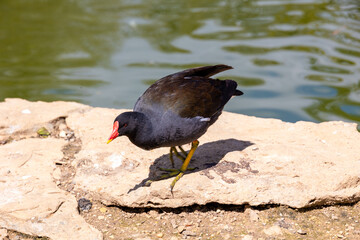 close up of a moorhen on land
