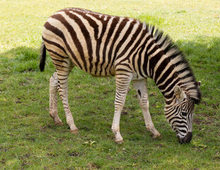 Fototapeta na wymiar Chapmans zebra eating grass