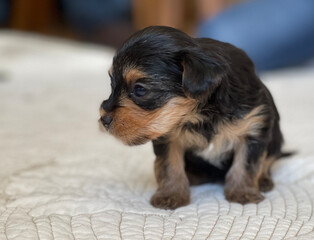 Adorable puppy sitting on the white blanket, sleepy and cute