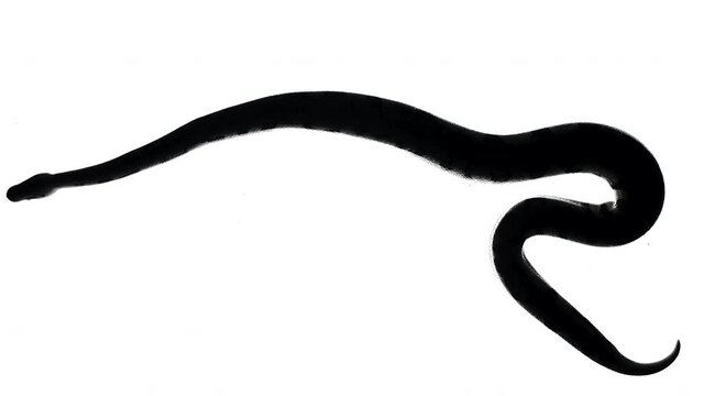 Royal python silhouette, camera from bottom