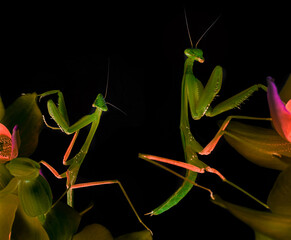 mantis on an orchid close up isolated on black