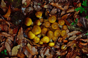 Hongos de monte