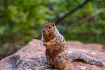 Cute rock squirrel in Zion National Park