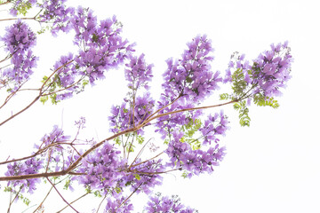 Violet flowers of Mexican city trees blooming in spring called jacaranda