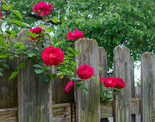 Blooming red roses entwined in weathered neighborhood fence.