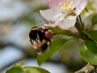 bumblebee on an apple blossom 