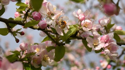 blooming apple blossoms
