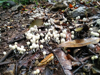 vegetation and mushroms in costa rica forests
