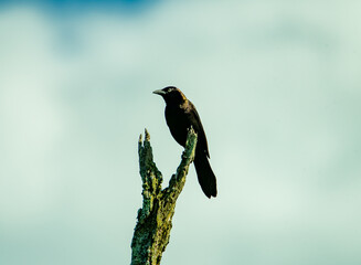 Fototapeta premium Crow