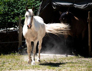 horse and foal