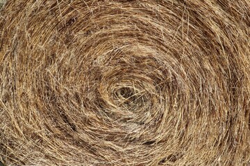 Large bale of dry hay close-up