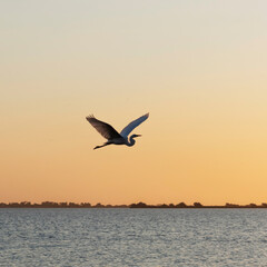 Fototapeta na wymiar Contraluz de una cigueña volando sobre la laguna de Chascomus