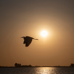 Fototapeta na wymiar Cigueña volando sobre la laguna de Chascomus a contraluz