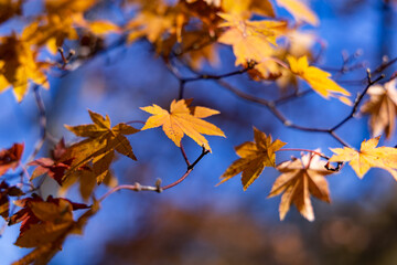 Fototapeta na wymiar 11月広島県民の森、黄色と言っていいもみじ。