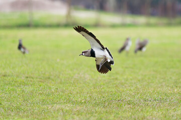 Tero volando cerca de su nido y cuidando sus huevos
