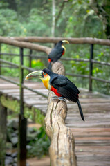Tucanes en la baranda del corredor del parque