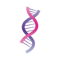 pink and lilac dna