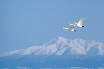 Fototapeta na wymiar 斜里岳をバックに飛ぶオオハクチョウ（北海道・小清水町） 