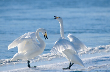 オオハクチョウの鳴き合い（北海道・幕別町）
