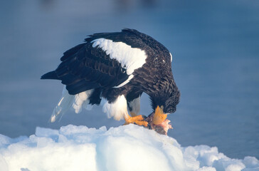 Obraz premium 流氷上で魚を食べるオオワシ（北海道・知床） 