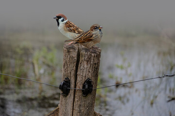 Two Eurasian Tree Sparrows, Passer montanus, sitting on an old fence