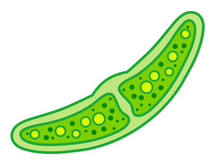 ミカヅキモのイラスト素材