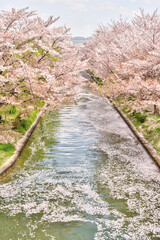 伏見桃山の水郷の桜