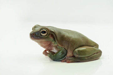 Dumpy Frog on white background