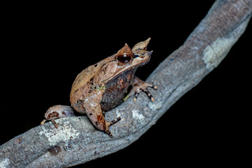 Horned Frog on black background
