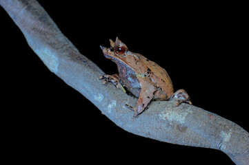 Horned Frog on black background