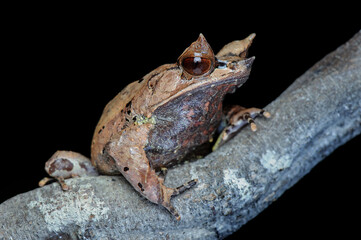 Horned Frog on black background