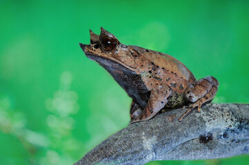 Horned Frog on a twigs