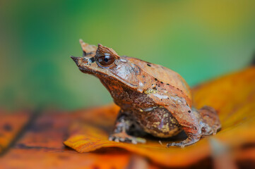 Horned Frog on a leaf